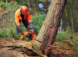 Why Choose Our Tree Removal Services in Morada, CA?