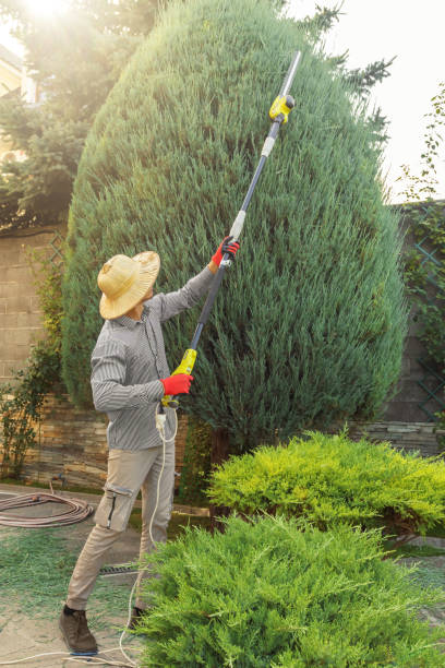 Trusted Morada, CA  Tree Services Experts